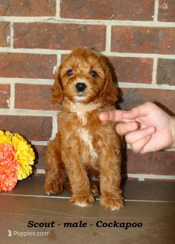 Scout – Cockapoo puppy for sale in Clarkrange, TN