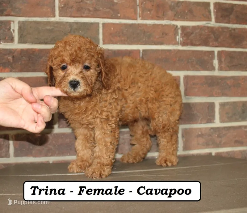 Trina – Cavapoo puppy for sale in Clarkrange, TN