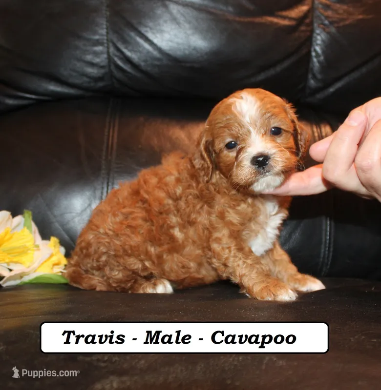 Travis – Cavapoo puppy for sale in Clarkrange, TN