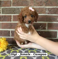 Gigi, a female Cavapoo for sale in Clarkrange, TN – 4 of 6