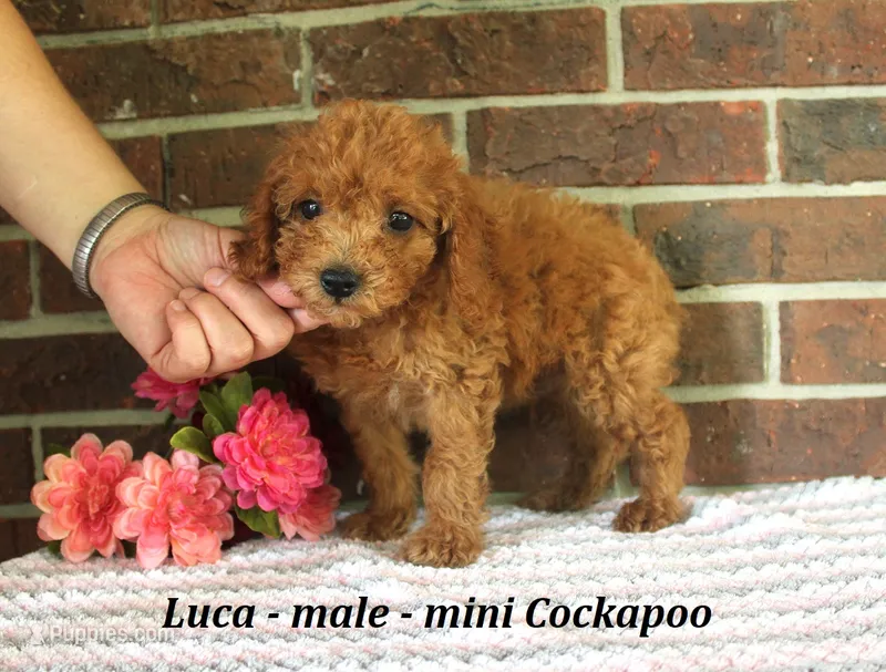 Luca – Cockapoo puppy for sale in Clarkrange, TN