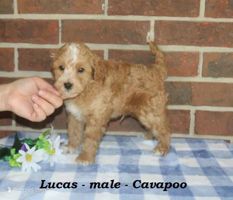 Lucas – Cavapoo puppy for sale in Clarkrange, TN