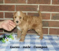Lucas, a male Cavapoo for sale in Clarkrange, TN – 1 of 10