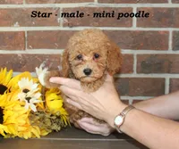 Star, a male Poodle - Toy  for sale in Clarkrange, TN – 2 of 6