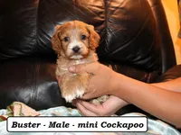 Buster, a male Cockapoo for sale in Clarkrange, TN – Photo 3 of 7