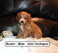 Buster, a male Cockapoo for sale in Clarkrange, TN – Photo 5 of 7