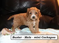 Buster, a male Cockapoo for sale in Clarkrange, TN – Photo 1 of 7