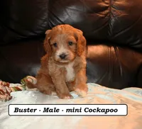 Buster, a male Cockapoo for sale in Clarkrange, TN – Photo 2 of 7