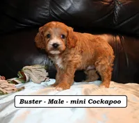 Buster, a male Cockapoo for sale in Clarkrange, TN – Photo 4 of 7
