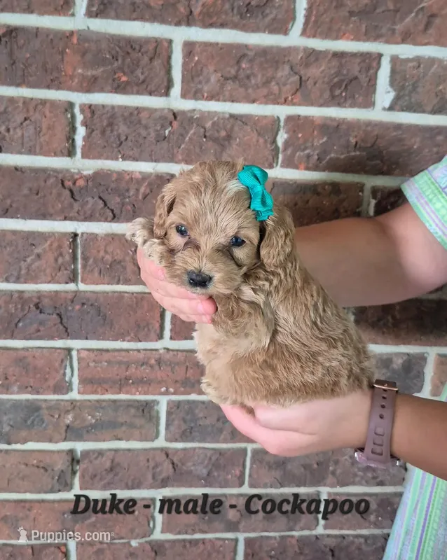 Duke – Cocker Spaniel, Poodle - Miniature  puppy for sale in Clarkrange, TN