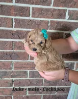 Duke, a male Cocker Spaniel and Poodle - Miniature  for sale in Clarkrange, TN – 1 of 5