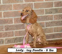 Lucas, a male Cavapoo for sale in Clarkrange, TN – 9 of 10