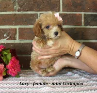Lacy, a female Cockapoo for sale in Clarkrange, TN – 2 of 6