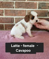 Latte, a female Cavapoo for sale in Clarkrange, TN – 3 of 6