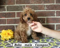 Bobo, a male Cavapoo for sale in Clarkrange, TN – 3 of 5