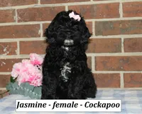 Jasmine, a female Cockapoo for sale in Clarkrange, TN – 3 of 6