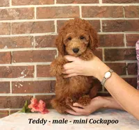 Teddy, a male Cockapoo for sale in Clarkrange, TN – 2 of 6