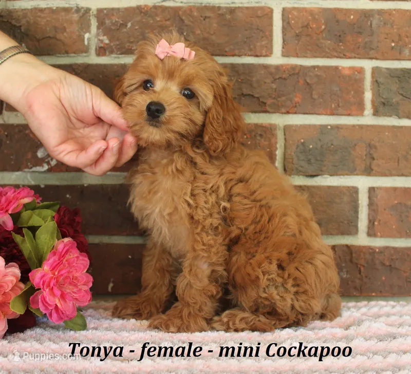 Tonya – Cockapoo puppy for sale in Clarkrange, TN