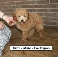 Star, a male Cockapoo for sale in Clarkrange, TN – 6 of 8