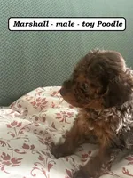 Marshall, a male Poodle - Toy  for sale in Clarkrange, TN – Photo 3 of 7