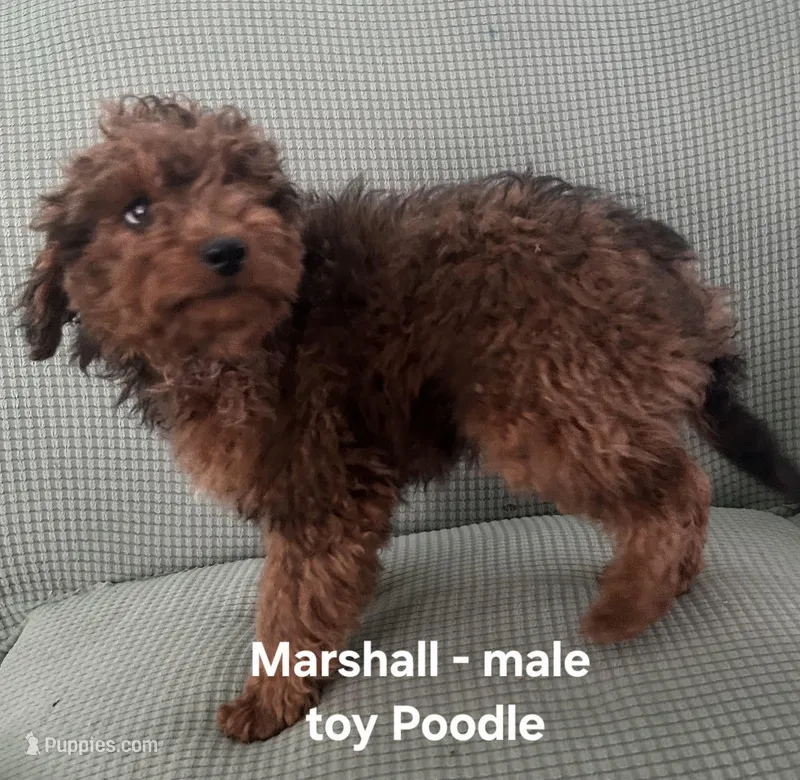 Marshall – Poodle - Toy  puppy for sale in Clarkrange, TN