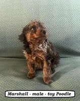 Marshall, a male Poodle - Toy  for sale in Clarkrange, TN – Photo 2 of 7