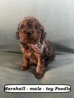 Marshall, a male Poodle - Toy  for sale in Clarkrange, TN – Photo 1 of 7