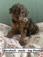 Marshall, a male Poodle - Toy  for sale in Clarkrange, TN – Photo 5 of 7