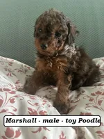 Marshall, a male Poodle - Toy  for sale in Clarkrange, TN – Photo 4 of 7