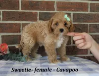 Sweetie, a female Cavapoo for sale in Clarkrange, TN – 3 of 6