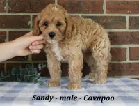 Sandy, a male Cavapoo for sale in Clarkrange, TN – 4 of 6