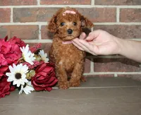 Rosie, a female Cavapoo for sale in Clarkrange, TN – 4 of 7