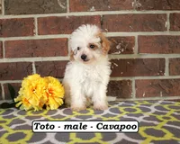 Toto, a male Cavapoo for sale in Clarkrange, TN – 4 of 6