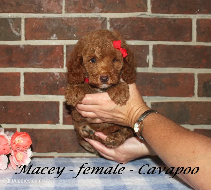 Macey – Cavapoo puppy for sale in Clarkrange, TN