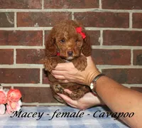 Macey, a female Cavapoo for sale in Clarkrange, TN – 1 of 4