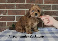 Jasper, a male Cockapoo for sale in Clarkrange, TN – 4 of 6
