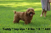 Girl puppy, a female Cavapoo for sale in Clarkrange, TN – Photo 3 of 3