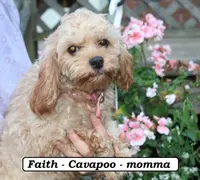 Girl puppy, a female Cavapoo for sale in Clarkrange, TN – Photo 2 of 3