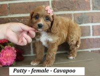 Patty, a female Cavapoo for sale in Clarkrange, TN – 4 of 6