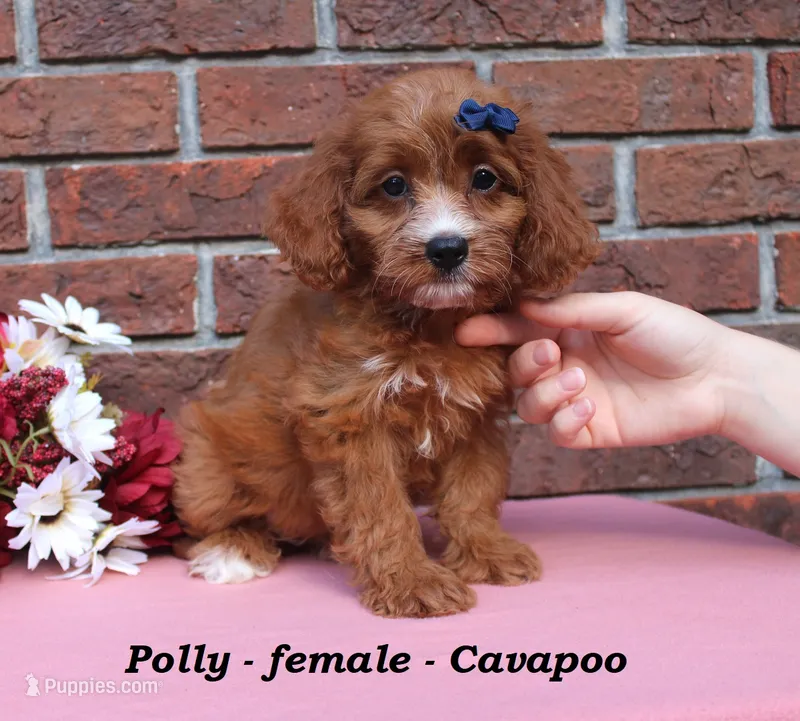 Polly – Cavapoo puppy for sale in Clarkrange, TN