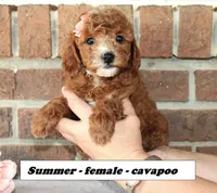 Summer, a female Cavapoo for sale in Clarkrange, TN – 2 of 6