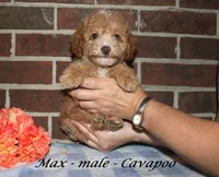 Max, a male Cavapoo for sale in Clarkrange, TN – 3 of 3