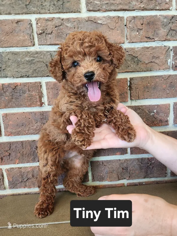Tiny Tim (toy) – Cavapoo puppy for sale in Clarkrange, TN