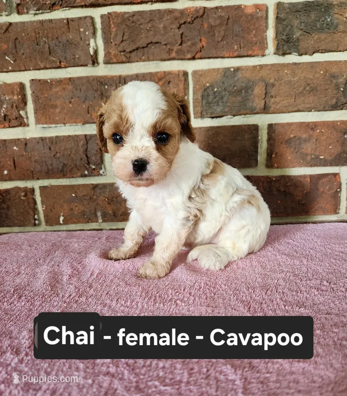 Chai – Cavapoo puppy for sale in Clarkrange, TN