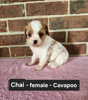 Chai, a female Cavapoo for sale in Clarkrange, TN – 1 of 6