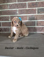 Dexter, a male Cockapoo for sale in Clarkrange, TN – 2 of 6