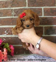 Lora, a female Cockapoo for sale in Clarkrange, TN – 2 of 6