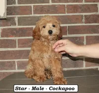 Star, a male Cockapoo for sale in Clarkrange, TN – 5 of 8