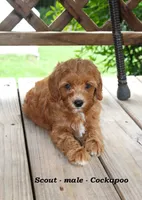 Scout , a male Cockapoo for sale in Clarkrange, TN – 6 of 8