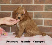 Princess, a female Cavapoo for sale in Clarkrange, TN – 3 of 6